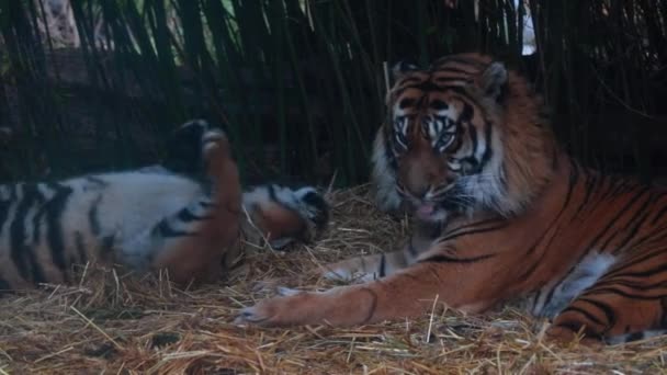 Крупный План Лживых Тигров Дикая Кошка Хищный Вид Кошек Тигр — стоковое видео