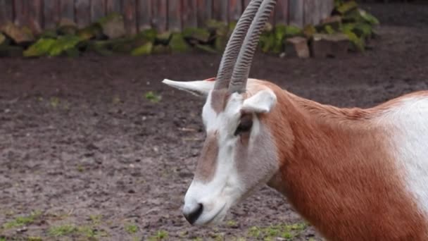 Close Two Antelopes Animal Park — Stock Video