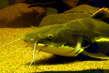 Seçici odak noktası, denizin dibindeki yüzen balığın görüntüsü.