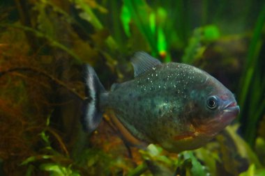 Suyun altında yüzen bir balığın vurulması - pirana