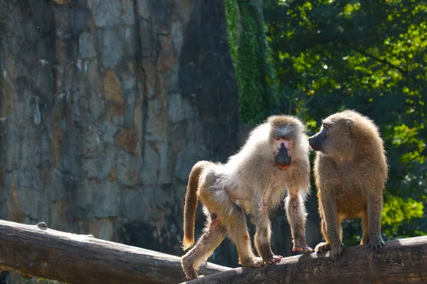 Zbliżenie Dwóch Małp Parku Dla Zwierząt Pawiany Rodzaj Naczelnych Rodziny — Zdjęcie stockowe