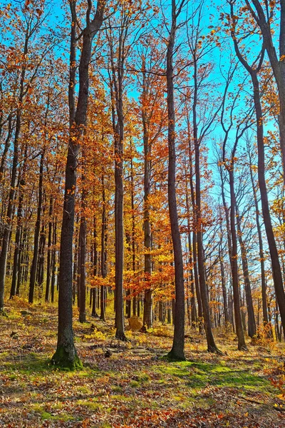 Bela Floresta Outono Brilhante Dia Ensolarado Pano Fundo Natureza — Fotografia de Stock