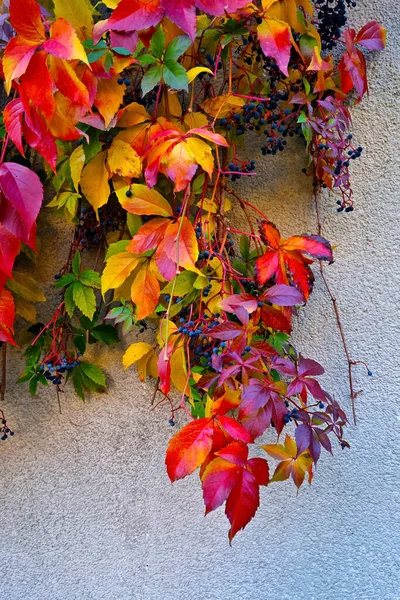 Luminose Foglie Uva Colorate Nel Parco Autunno — Foto Stock