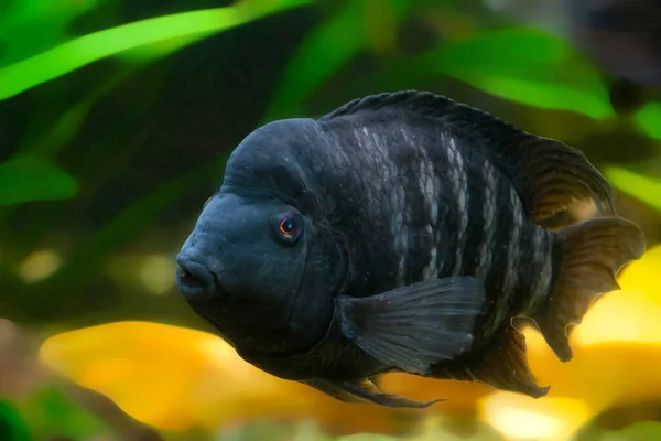 Плавальна Риба Воді Чорно Смугастий Ціклід — стокове фото