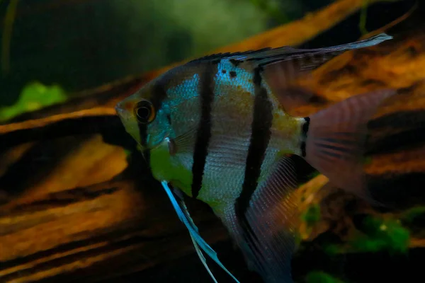 Close Peixe Nadador Damegoísta Listrado — Fotografia de Stock