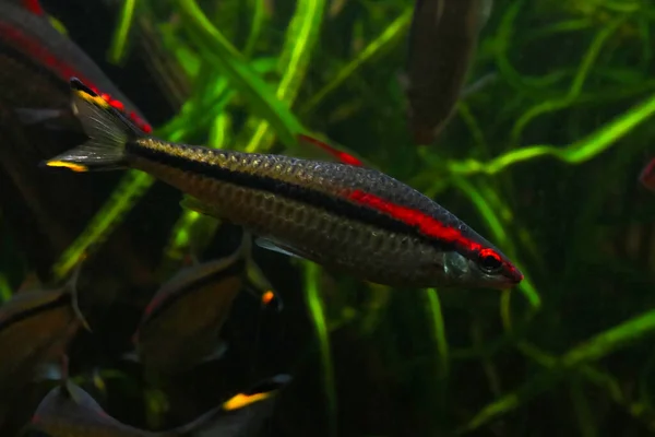 Fotografia Subaquática Belos Peixes Nadam Água — Fotografia de Stock