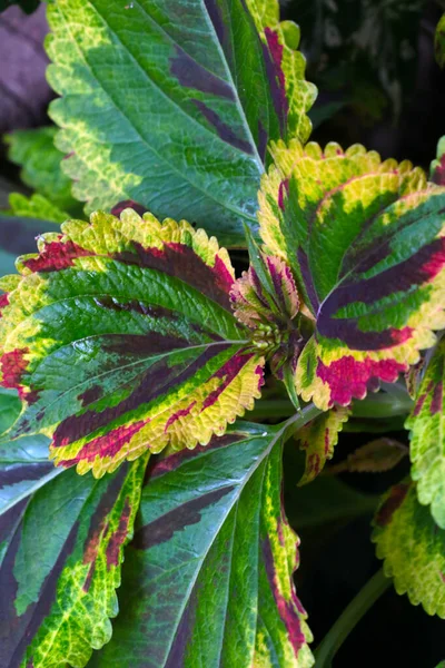 観葉植物 背景の美しい明るい色の葉 — ストック写真