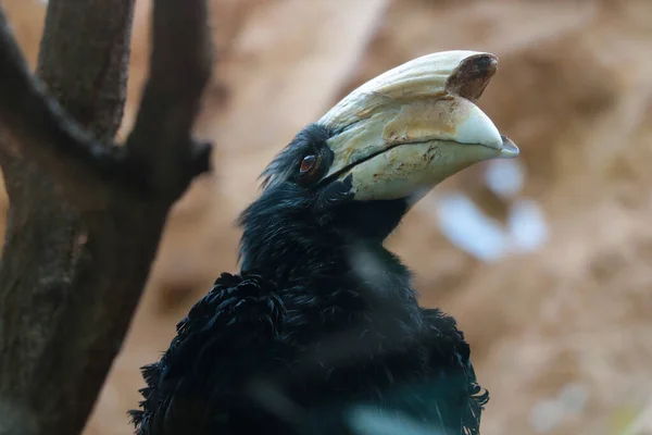 Hornvögel Sind Eine Vogelfamilie Aus Der Gleichnamigen Ordnung Der Vogel — Stockfoto