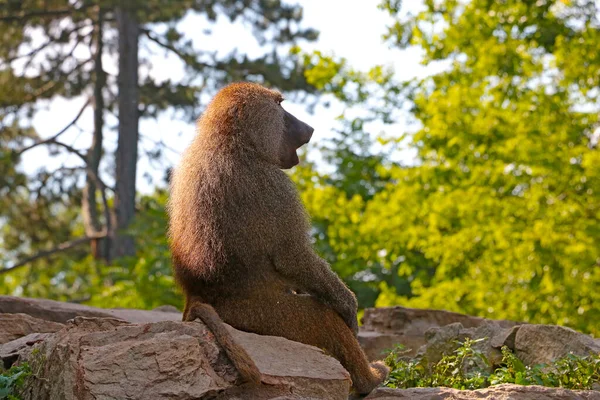Małpa Siedzi Skale Parku Zwierząt — Zdjęcie stockowe