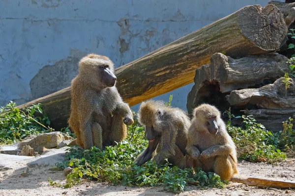 Pawiany Siedzą Ziemi Parku Wirus Małpy — Zdjęcie stockowe
