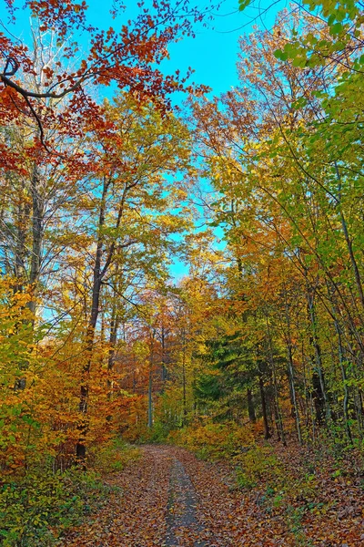 Bosque Brillante Colorido Día Soleado Otoño — Foto de Stock