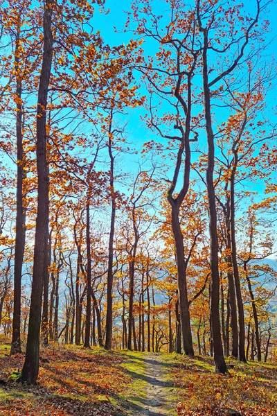 Floresta Vermelha Amarela Outono Dia Ensolarado Pano Fundo Natureza — Fotografia de Stock