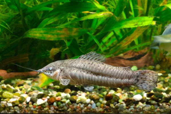 Zwevende Vissen Bodem Van Het Aquarium Het Groen — Stockfoto