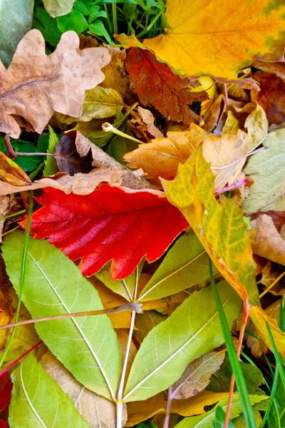 Upadłe Żółte Zielone Czerwone Liście Zielonej Trawie Jesienią Parku — Zdjęcie stockowe