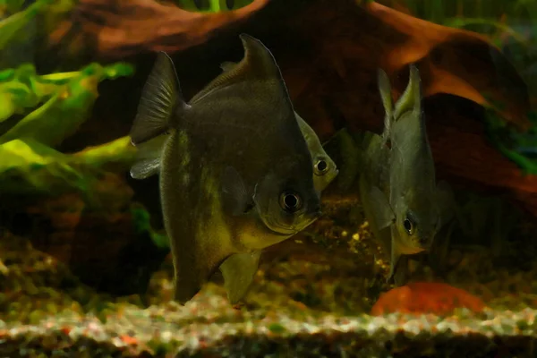 Nahaufnahme Eines Schwimmenden Fisches Gestreifte Burgfräulein — Stockfoto