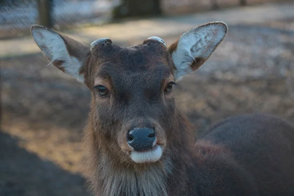 Gros Plan Beau Cerf Dans Les Bois Faune — Photo