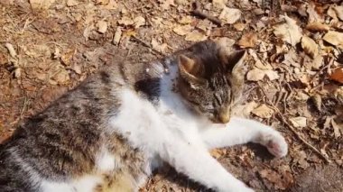 Kedi yerde yatar ve güneşlenir. Evcil hayvanlar. Stres giderici. Yeşillikte sevimli bir evcil kedi yatıyor.