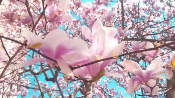 青い空に対して春に公園内のシャクナゲの花の枝 春に花を咲かせる植物の枝 熱の発生 — ストック動画