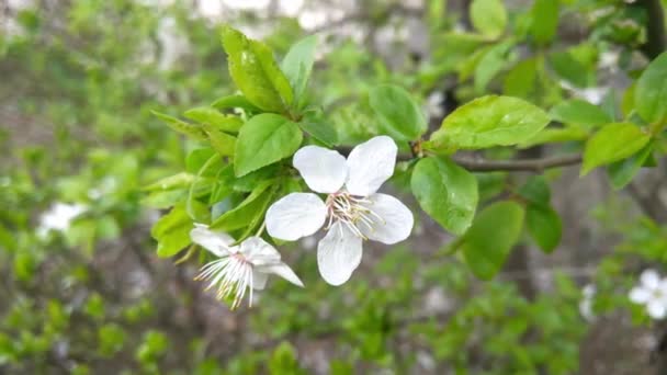 Baharda Bahçede Bir Elma Veya Erik Ağacının Çiçek Açan Dalı — Stok video