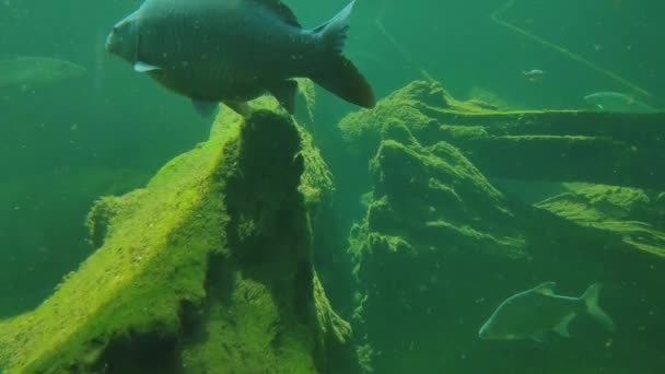 Fotografia Subaquática Peixes Nadadores Fundo Lago — Vídeo de Stock