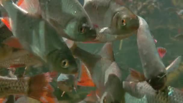在水里对一群游泳的大鱼的特写镜头 — 图库视频影像