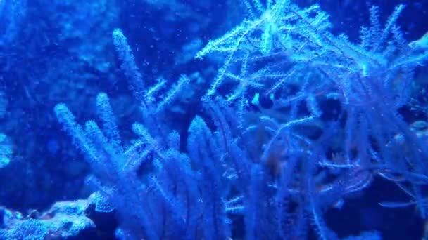 Fotografia Subaquática Fundo Mar Oceano Close Sobre Algas Peixes Pequenos — Vídeo de Stock