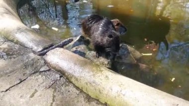 Göldeki su samurunun yakın çekimi. Nutria kemirgen tarikatının bir memelisidir.
