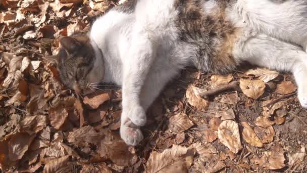Cat Lies Ground Foliage Basking Sun Waving His Tail Pets — Stock Video