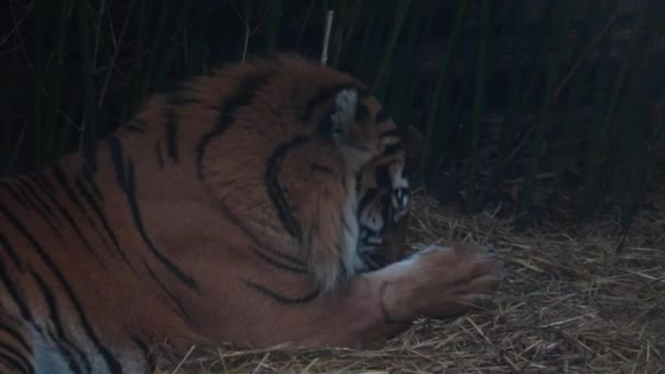 Großaufnahme Von Einem Tiger Leckt Seine Pfote Der Tiger Ist — Stockvideo