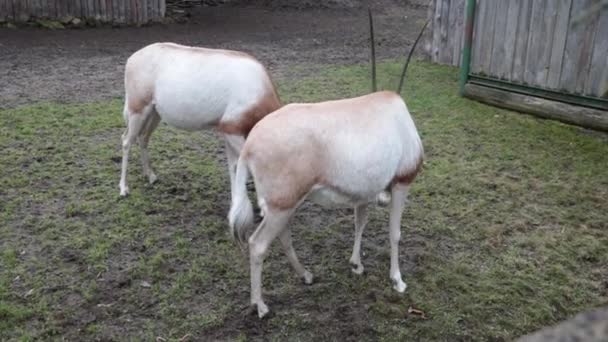 Antelopes Park Fight Long Horns — Stock Video
