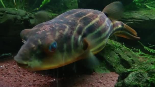 Fahaka Pufferfish Tetraodon Lineatus Plave Dně Moře Nebo Oceánu — Stock video