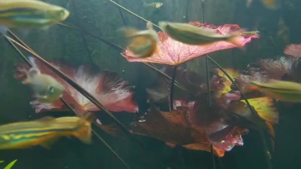 Selektiv Fokus Fisk Simma Snabbt Undervattensfotografering — Stockvideo