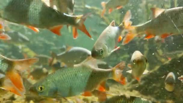 Κοντινό Πλάνο Όμορφων Μικρών Ψαριών Κολύμβησης Στο Ενυδρείο — Αρχείο Βίντεο