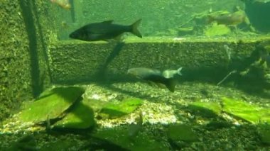 Balıklar göletin dibinde yüzer. Su altı fotoğrafçılığı. Balıklar yavaşça yüzer. Deniz yaşamı