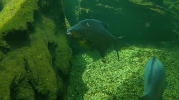 Fotografía Submarina Peces Nadadores Fondo Del Lago — Vídeos de Stock