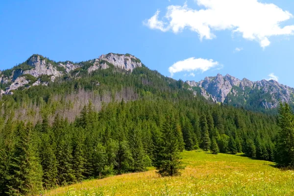 Vista Das Montanhas Floresta Verde Dia Ensolarado Verão — Fotografia de Stock