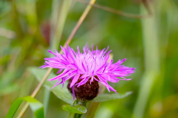 Lila Blomma Blommande Blåklint Äng Våren — Stockfoto