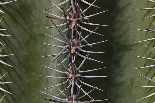 Close Van Cactusnaalden Textuur Van Plant Achtergrond — Stockfoto