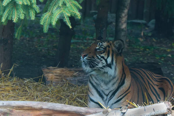 Vacker Tiger Ljuger Och Tittar Uppmärksamt Rovkatt — Stockfoto