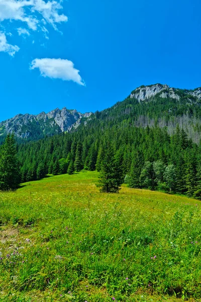 Schöne Aussicht Auf Die Berge Einem Sonnigen Sommertag — Stockfoto