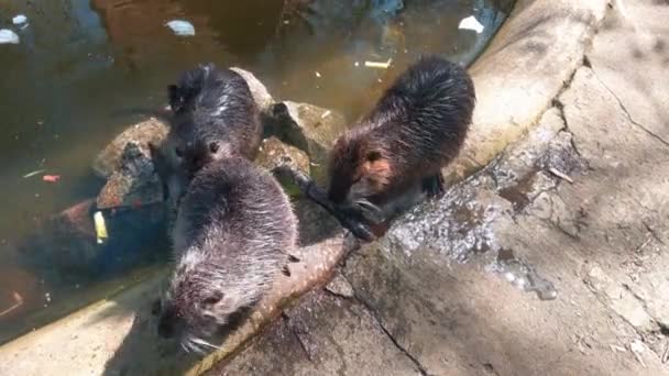 Widok Góry Wydr Myjących Się Pobliżu Stawu Zbliżenie Nutrii Nutria — Wideo stockowe