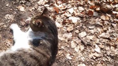 Bir kedi yerde yatıyor ve güneşin tadını çıkarıyor. Evcil hayvanlar