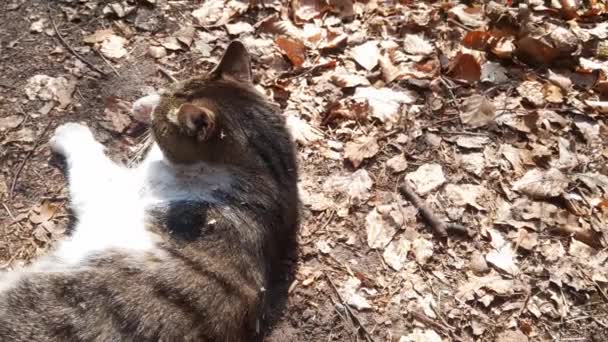 猫が地面に横になって太陽の下に腰を下ろしている ペット — ストック動画