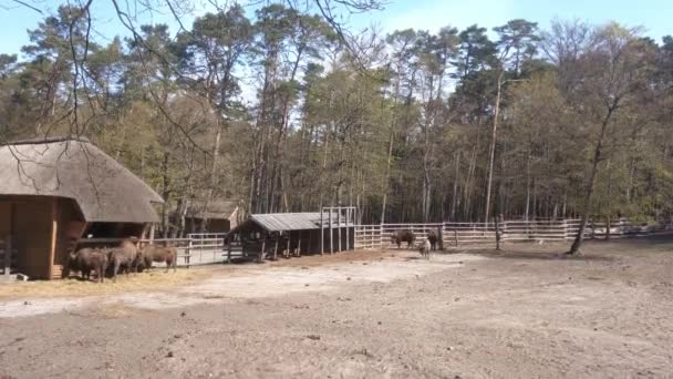 Omheining Voor Wilde Dieren Het Bos Bison — Stockvideo