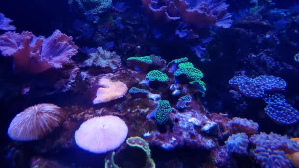 Подводная Фотография Дне Моря Океана Выборочный Фокус Морская Жизнь Различные — стоковое видео
