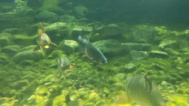 Varios Peces Nadan Fondo Del Lago Fotografía Submarina — Vídeos de Stock