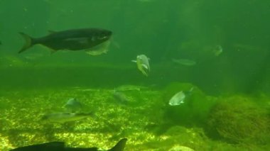 Gölette yüzen balıkların sualtı çekimi. Deniz yaşamı