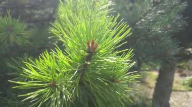 Ormandaki bir çam ağacının genç yeşil dalına yakın çekim