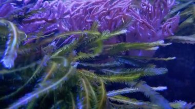 Denizin dibinde yosun avlamak. Su akışıyla çok güzel farklı algler gelişir. Deniz yaşamı