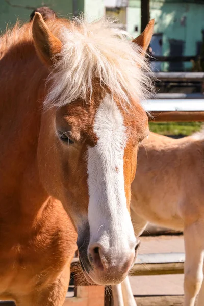 Zbliżenie Pięknego Konia Zwierzęta Domowe — Zdjęcie stockowe